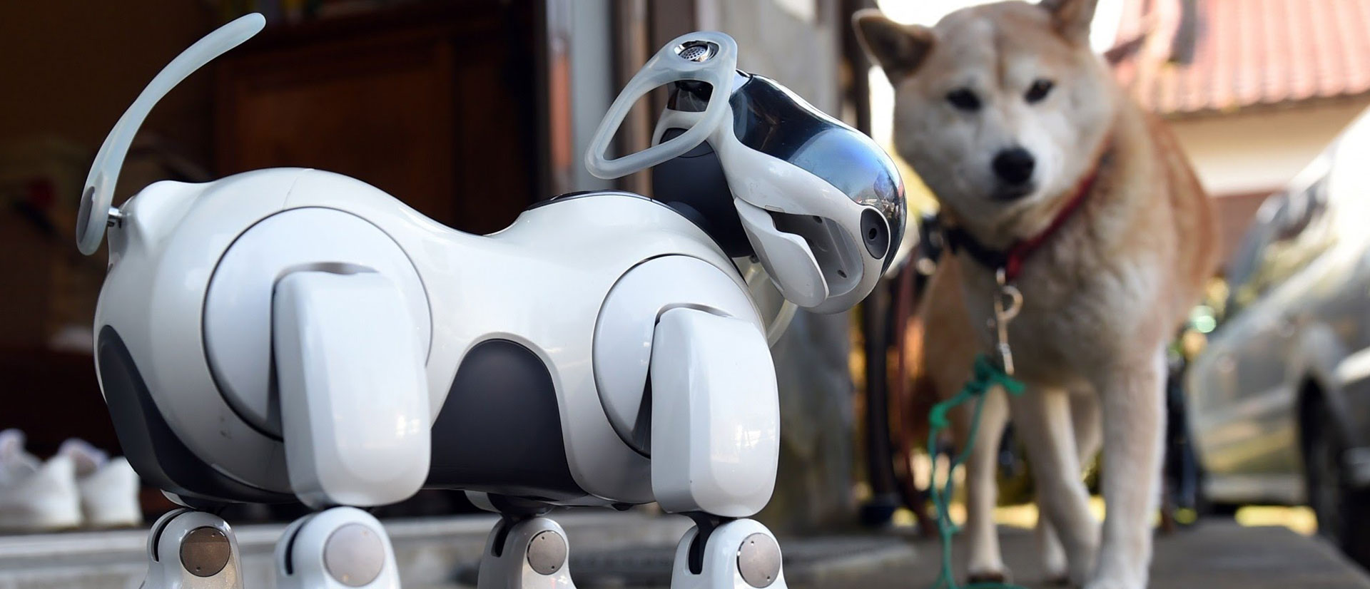 future robot pets end of the road for mans best friend robotic technology